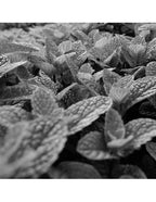 BIO AGNES PURIFYING KIT. Cream and Mask.