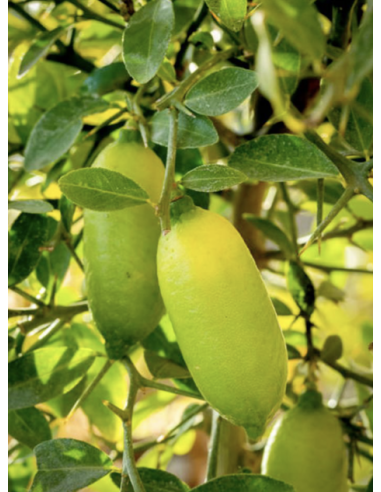 HIDROXY LIME RENEWING SERUM 30ml