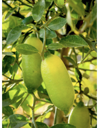 HIDROXY LIME RENEWING SERUM 30ml